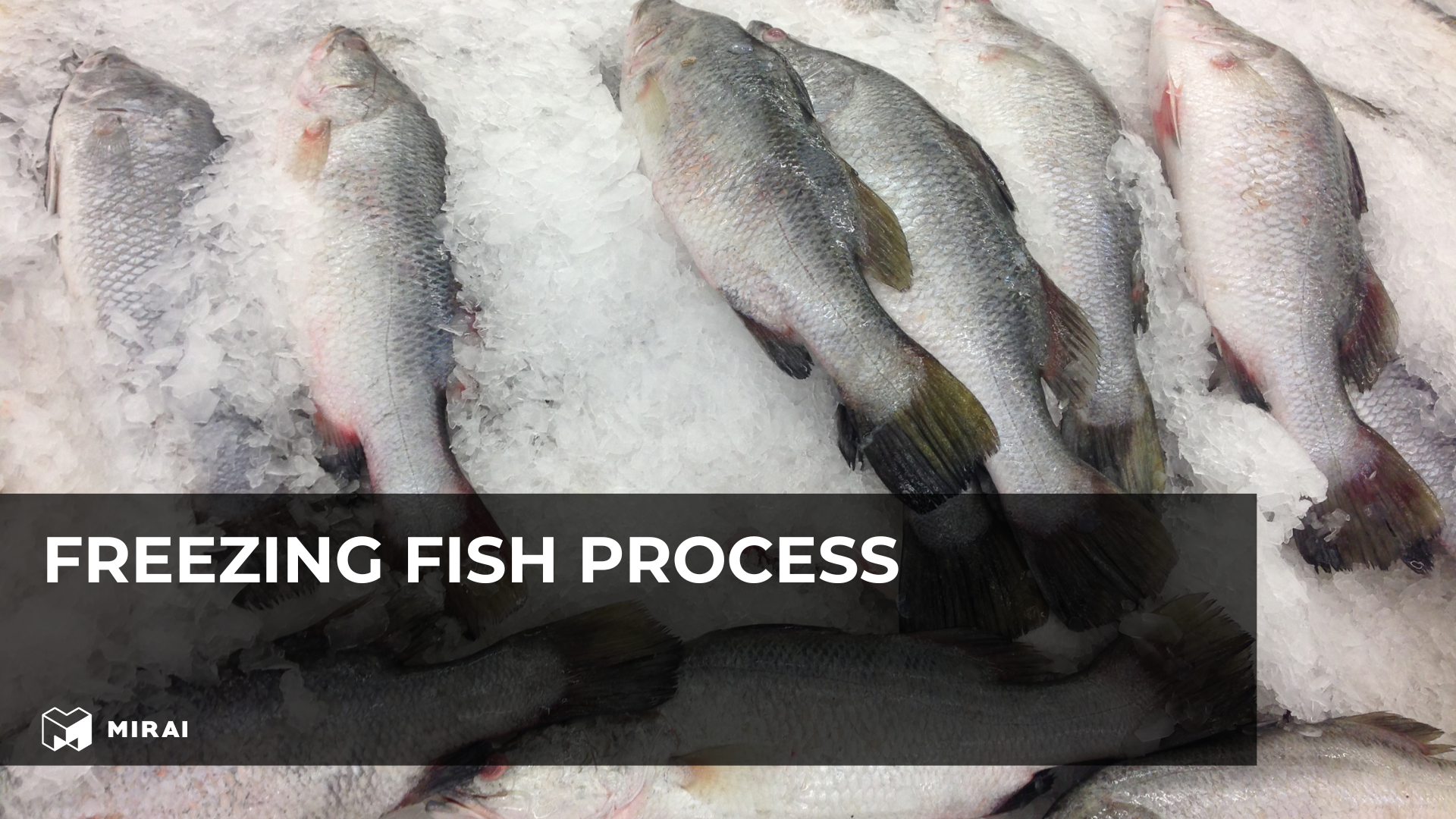 Freezing fish process