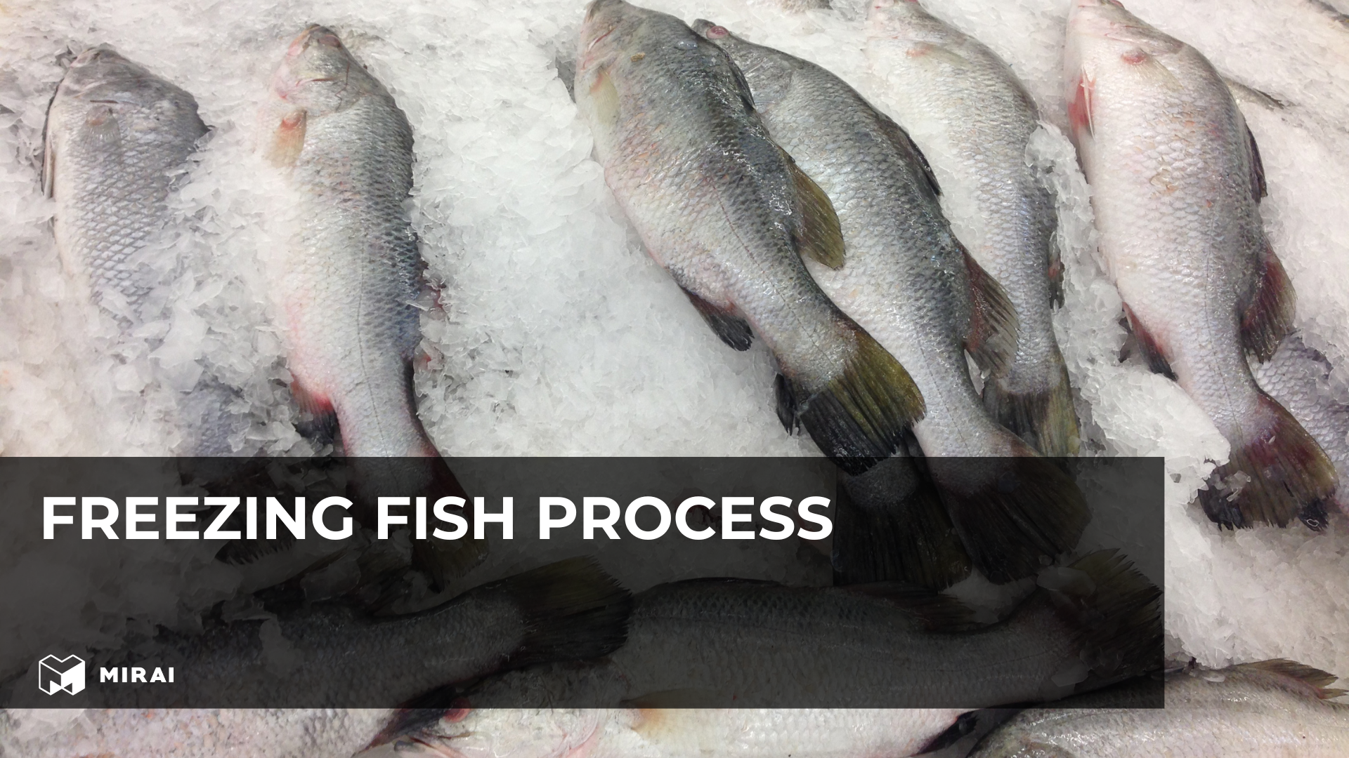 Freezing fish process Freezing fish process